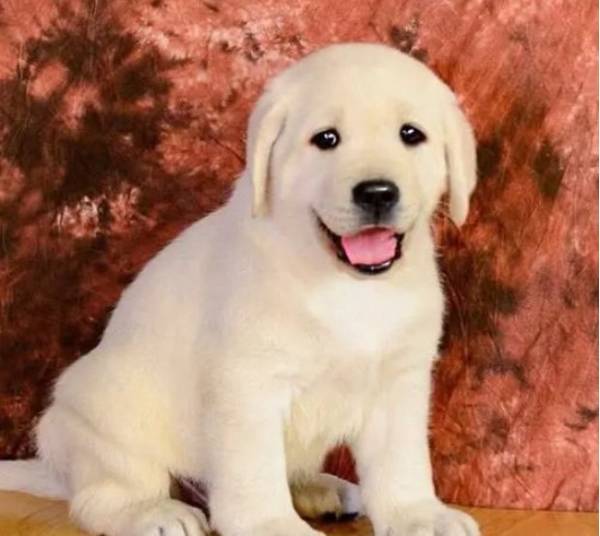 ����������Ȯ����������