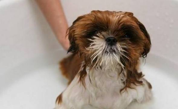 为何许多狗狗害怕去宠物店?缘故有5个,你们家的狗狗敢进来吗? 为何许多狗狗害怕去宠物店?缘故有5个,你们家的狗狗敢进来吗?