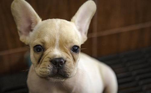 法斗泪痕臭 法斗泪痕臭