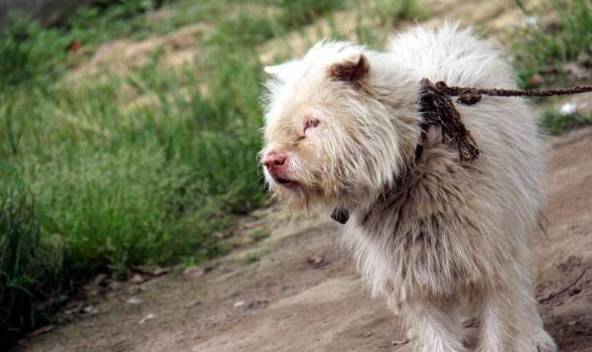 为何许多狗狗害怕去宠物店?缘故有5个,你们家的狗狗敢进来吗? 为何许多狗狗害怕去宠物店?缘故有5个,你们家的狗狗敢进来吗?