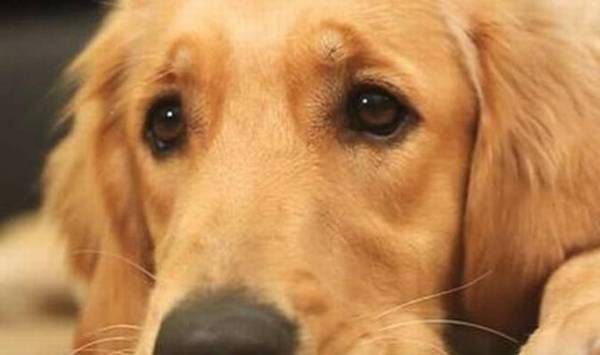 狗狗:不必蒙蔽我的个人行为,仅仅由于大家的感观能力不一样 狗狗:不必蒙蔽我的个人行为,仅仅由于大家的感观能力不一样