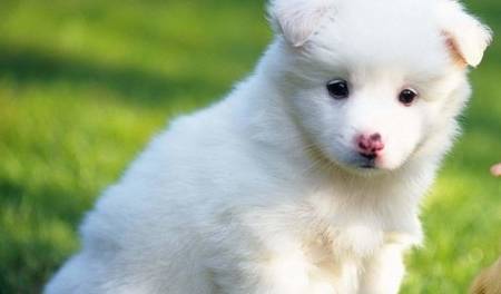 什么人养什么狗居然是有科学论证的?一起来看看哪些狗狗合适你啊 什么人养什么狗居然是有科学论证的?一起来看看哪些狗狗合适你啊