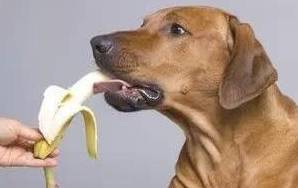 狗狗须知:这五种水果,狗狗不能吃 狗狗须知:这五种水果,狗狗不能吃