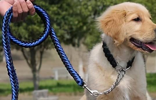 不正确佩戴狗绳,会对狗的身体造成伤害 不正确佩戴狗绳,会对狗的身体造成伤害