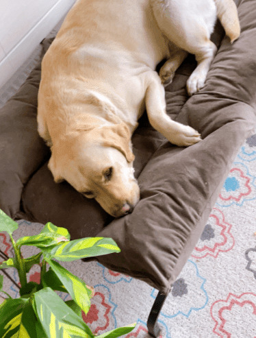 狗狗的十分偏爱:你们家的狗狗更喜欢凉拖或是小玩具? 狗狗的十分偏爱:你们家的狗狗更喜欢凉拖或是小玩具?