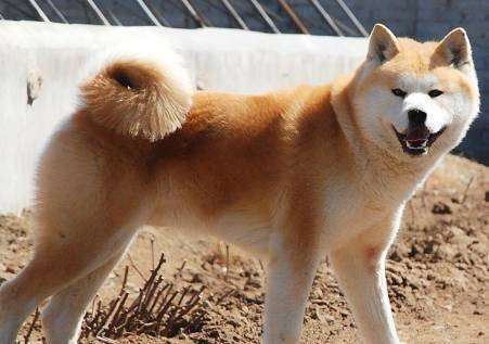 狗狗与生俱来就很忠实?假如它有这4种个人行为,表明都还没把你当主人 狗狗与生俱来就很忠实?假如它有这4种个人行为,表明都还没把你