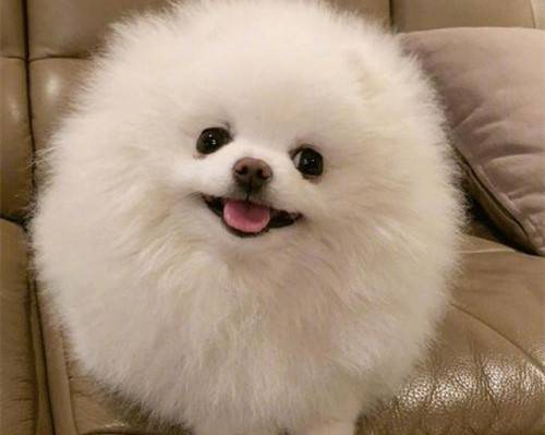 如何避免博美有眼泪 如何避免博美有眼泪