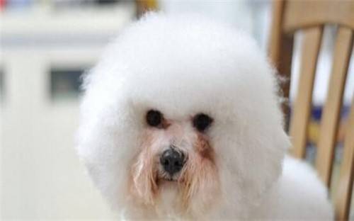 比熊眼泪为何变成了鲜红色 比熊眼泪为何变成了鲜红色