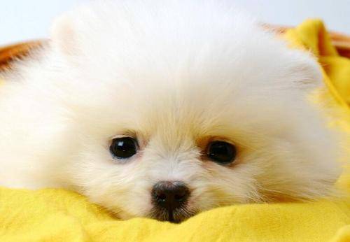 如何避免博美有眼泪 如何避免博美有眼泪