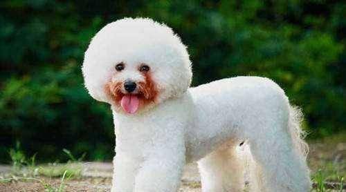 狗狗去泪痕什么方法比较好 狗狗去泪痕什么方法比较好