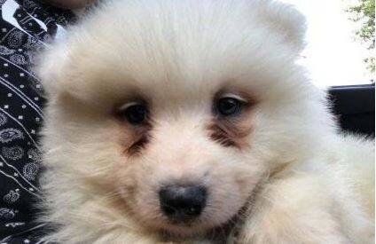 萨摩耶眼泪重是怎么回事造成的? 萨摩耶眼泪重是怎么回事造成的?