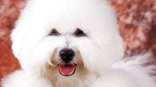 狗狗怎么会有泪痕,用醋可以把狗泪痕洗去吗 狗狗怎么会有泪痕,用醋可以把狗泪痕洗去吗