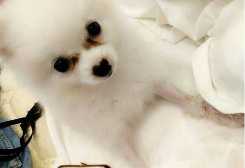 什么方法能够协助博美去泪痕,博美吃白菜去泪痕吗 什么方法能够协助博美去泪痕,博美吃白菜去泪痕吗