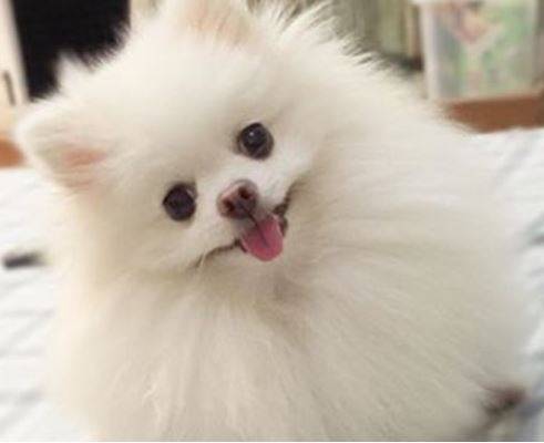 什么方法能够协助博美去泪痕,博美吃白菜去泪痕吗 什么方法能够协助博美去泪痕,博美吃白菜去泪痕吗