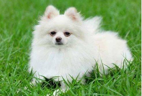 什么办法让狗狗少代谢眼泪,狗狗眼泪多泪痕重是怎么回事 什么办法让狗狗少代谢眼泪,狗狗眼泪多泪痕重是怎么回事