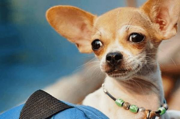 狗狗有泪痕怎么处理 狗狗有泪痕怎么处理