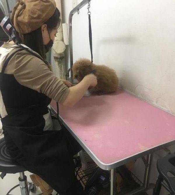 带泰迪去剪毛,小姐姐太年青网友有点儿不安心,剪完以后完全服了 带泰迪去剪毛,小姐姐太年青网友有点儿不安心,剪完以后完全服了