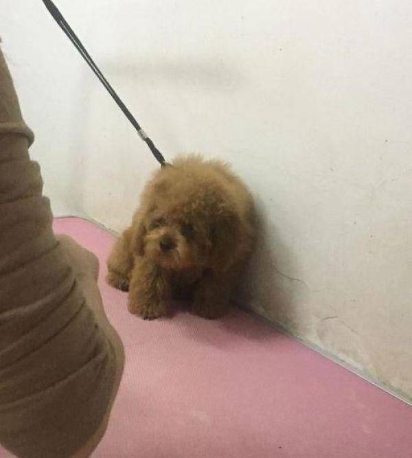 带泰迪去剪毛,小姐姐太年青网友有点儿不安心,剪完以后完全服了 带泰迪去剪毛,小姐姐太年青网友有点儿不安心,剪完以后完全服了