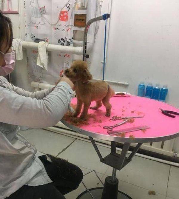 带泰迪去剪毛,小姐姐太年青网友有点儿不安心,剪完以后完全服了 带泰迪去剪毛,小姐姐太年青网友有点儿不安心,剪完以后完全服了