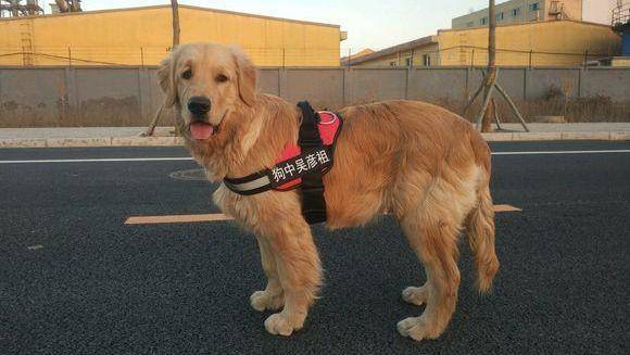 赛级金毛毛发伸直顺滑,但小宠物金毛却毛发打卷,欠佳吗? 赛级金毛毛发伸直顺滑,但小宠物金毛却毛发打卷,欠佳吗?