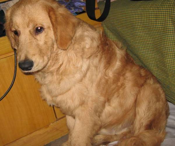 赛级金毛毛发伸直顺滑,但小宠物金毛却毛发打卷,欠佳吗? 赛级金毛毛发伸直顺滑,但小宠物金毛却毛发打卷,欠佳吗?