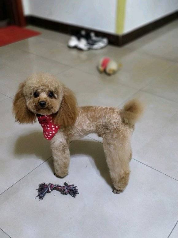 网友闲着没事,给泰迪把毛修了一下,做完泰迪烦闷了 网友闲着没事,给泰迪把毛修了一下,做完泰迪烦闷了