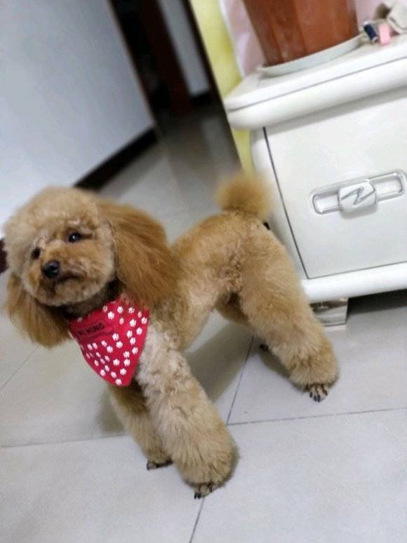 网友闲着没事,给泰迪把毛修了一下,做完泰迪烦闷了 网友闲着没事,给泰迪把毛修了一下,做完泰迪烦闷了