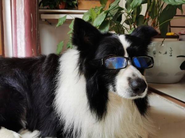 别再被骗,狗狗剪毛因小失大 别再被骗,狗狗剪毛因小失大