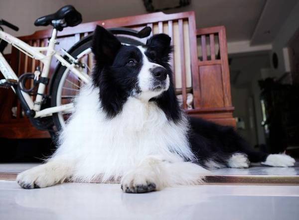 别再被骗,狗狗剪毛因小失大 别再被骗,狗狗剪毛因小失大