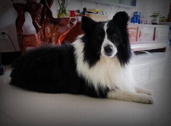 别再被骗,狗狗剪毛因小失大 别再被骗,狗狗剪毛因小失大