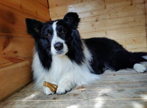 别再被骗,狗狗剪毛因小失大 别再被骗,狗狗剪毛因小失大