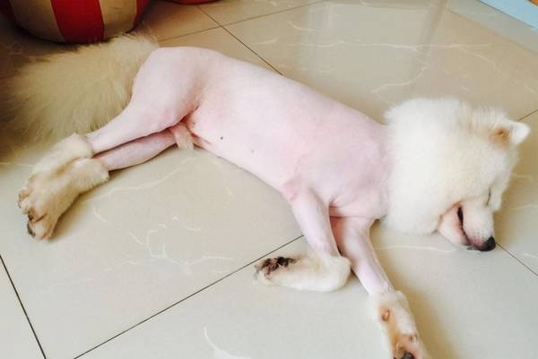 狗狗务必要刮毛的部位,由于能帮狗排热,别忽略 狗狗务必要刮毛的部位,由于能帮狗排热,别忽略