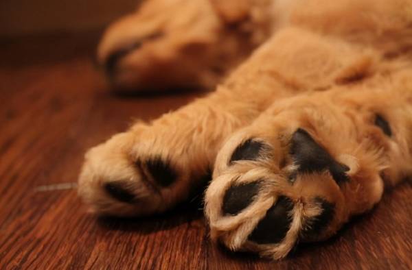 狗狗务必要刮毛的部位,由于能帮狗排热,别忽略 狗狗务必要刮毛的部位,由于能帮狗排热,别忽略