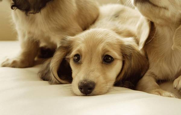 狗狗掉毛没法防止,搞好狗毛清除工作中,可以维持家居自然环境健康 狗狗掉毛没法防止,搞好狗毛清除工作中,可以维持家居自然环境健