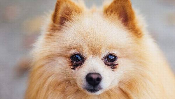 给自己博美梳毛,除开硬毛以外,尽量还记得要梳理下边一层的绒毛! 给自己博美梳毛,除开硬毛以外,尽量还记得要梳理下边一层的绒毛