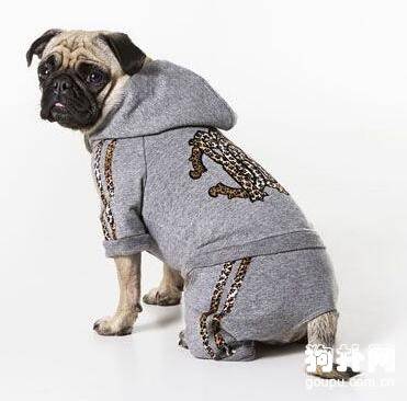 【狗狗衣服的选择】如何给不同身材的狗狗选择服装 【狗狗衣服的选择】如何给不同身材的狗狗选择服装