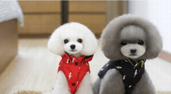 宠物究竟该不该穿衣服?益处和弊端各有什么呢? 宠物究竟该不该穿衣服?益处和弊端各有什么呢?