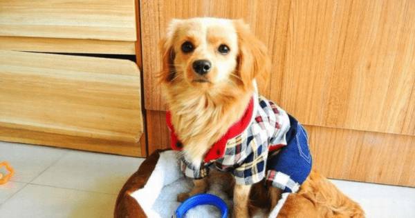 宠物究竟该不该穿衣服?益处和弊端各有什么呢? 宠物究竟该不该穿衣服?益处和弊端各有什么呢?