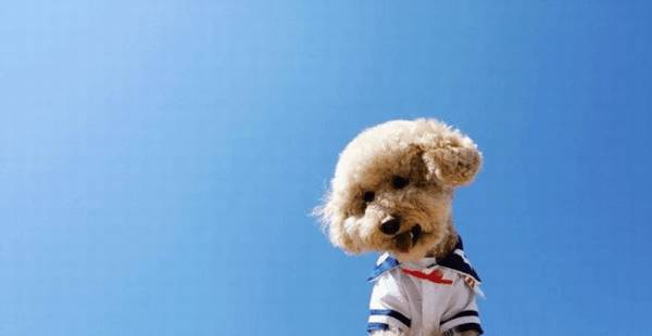 宠物究竟该不该穿衣服?益处和弊端各有什么呢? 宠物究竟该不该穿衣服?益处和弊端各有什么呢?