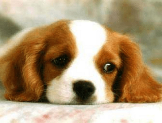 关于狂犬病的知识,你知道多少?(二) 关于狂犬病的知识,你知道多少?(二)