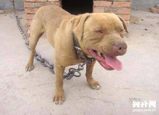 被狗狗咬伤后如何处理好伤口? 被狗狗咬伤后如何处理好伤口?