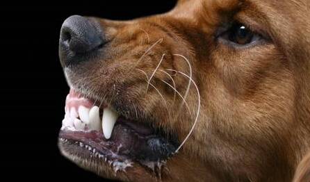 狂犬病的早期症状有哪些,怎么才能有效预防 狂犬病的早期症状有哪些,怎么才能有效预防