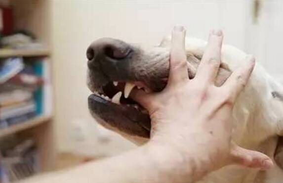 注射狂犬疫苗需要注意什么 注射狂犬疫苗需要注意什么