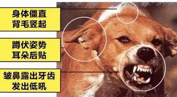 狂犬病发作有哪些症状表现 狂犬病发作有哪些症状表现