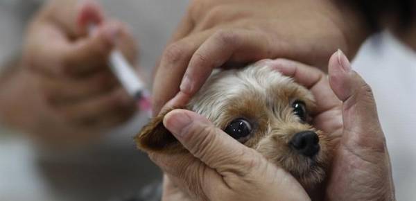 狗狗必须注射的狂犬病疫苗,也会引起副作用,主人家该怎样开展分辨 狗狗必须注射的狂犬病疫苗,也会引起副作用,主人家该怎样开展分