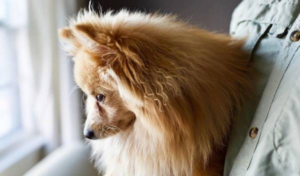 狗狗必须注射的狂犬病疫苗,也会引起副作用,主人家该怎样开展分辨 狗狗必须注射的狂犬病疫苗,也会引起副作用,主人家该怎样开展分