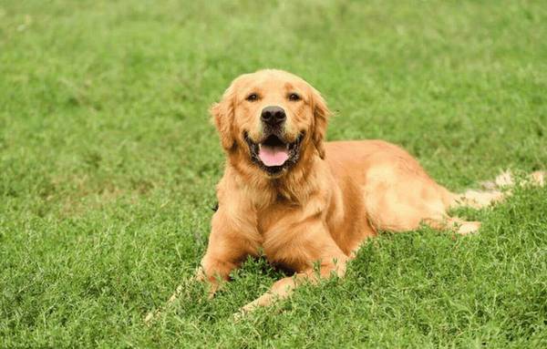 狗狗狂犬病替伏期数最多多长时间?如何避免 得狂犬病毒的风险性? 狗狗狂犬病替伏期数最多多长时间?如何避免 得狂犬病毒的风险性?