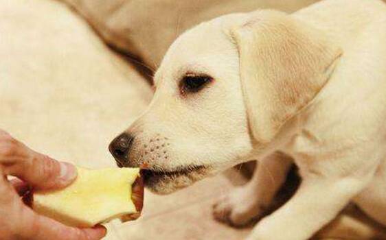 狗狗挑食怎么办 狗狗挑食怎么办