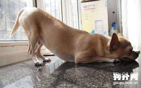 如何训练狗狗趴下?训练狗狗趴下的基本方法 如何训练狗狗趴下?训练狗狗趴下的基本方法