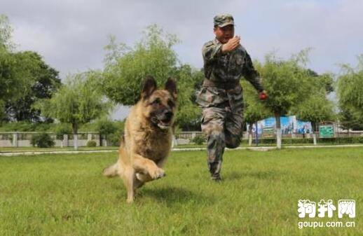 如何训练狗狗巡回?狗狗巡回训练的方法 如何训练狗狗巡回?狗狗巡回训练的方法